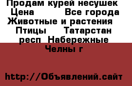 Продам курей несушек › Цена ­ 350 - Все города Животные и растения » Птицы   . Татарстан респ.,Набережные Челны г.